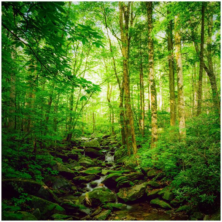 A small stream flows over mossy rocks through a lush green forest.