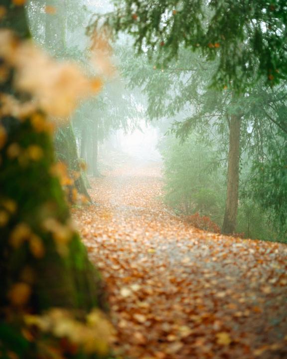 A path covered in autumn leaves leads through a foggy forest.