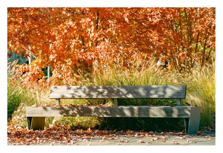 A wooden bench sits among tall grass and autumn foliage, with fallen leaves scattered on the ground.