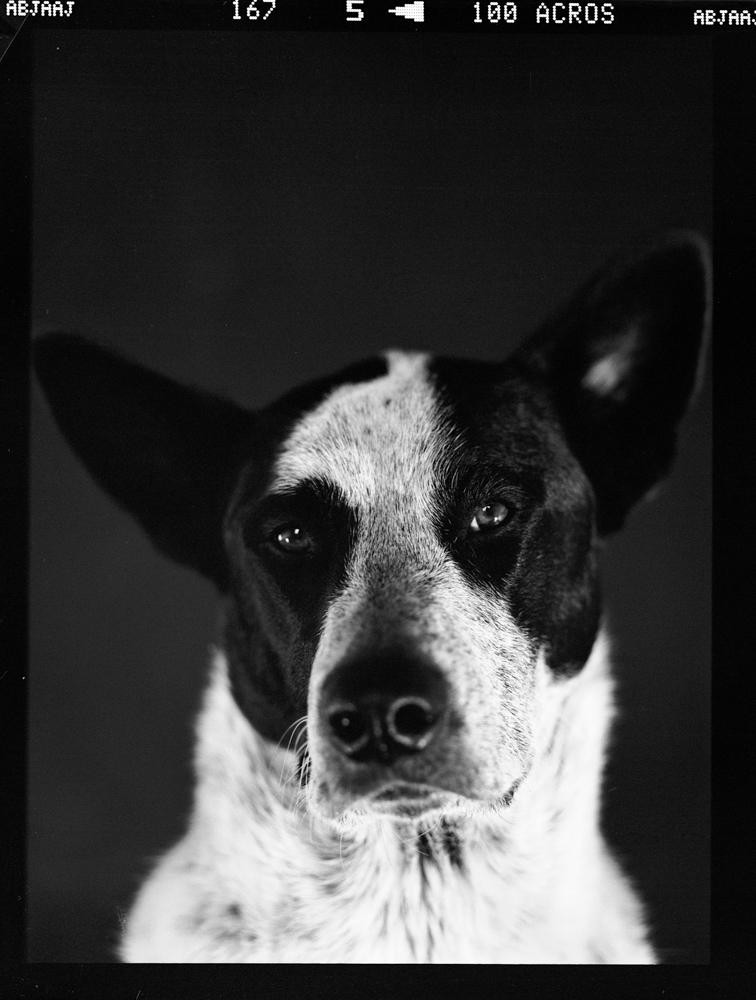 A black and white close-up portrait shows a dog looking directly at the viewer.
