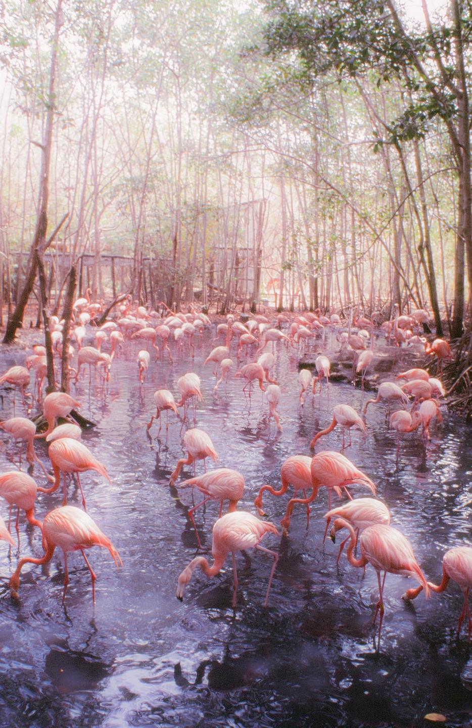 A large flock of flamingos stands in shallow water surrounded by trees.