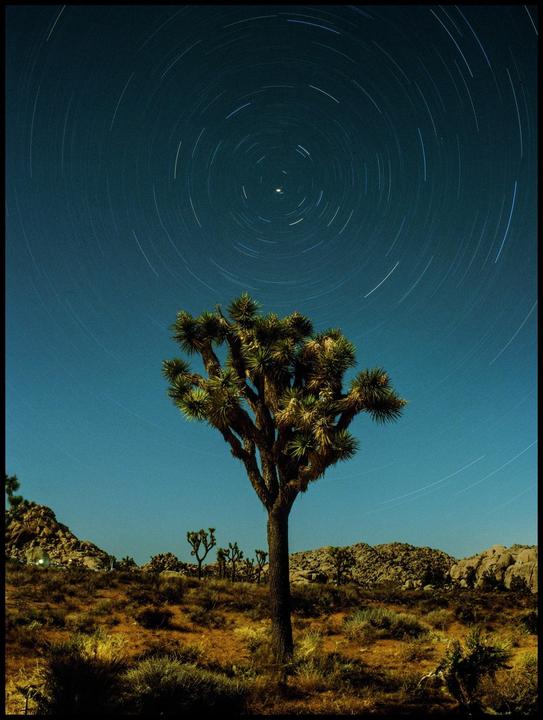 A Joshua tree stands in a desert landscape under a night sky with star trails.