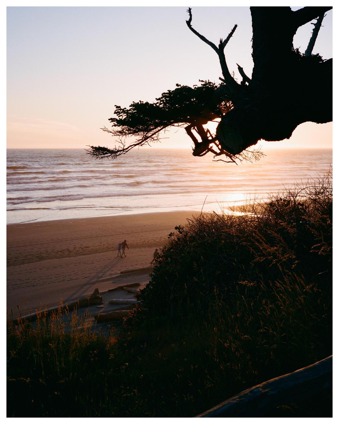 A silhouetted tree branch hangs over a beach with people walking near the ocean at sunset.