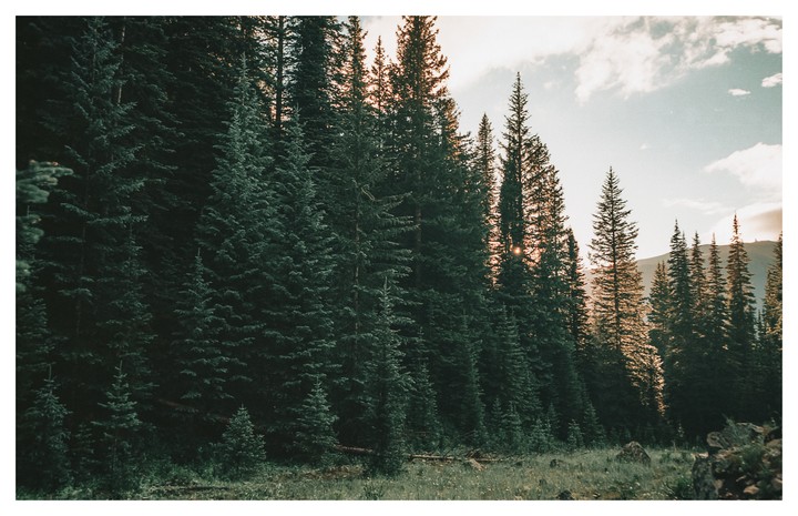 Sunlight shines through a dense forest of pine trees at the edge of a clearing.