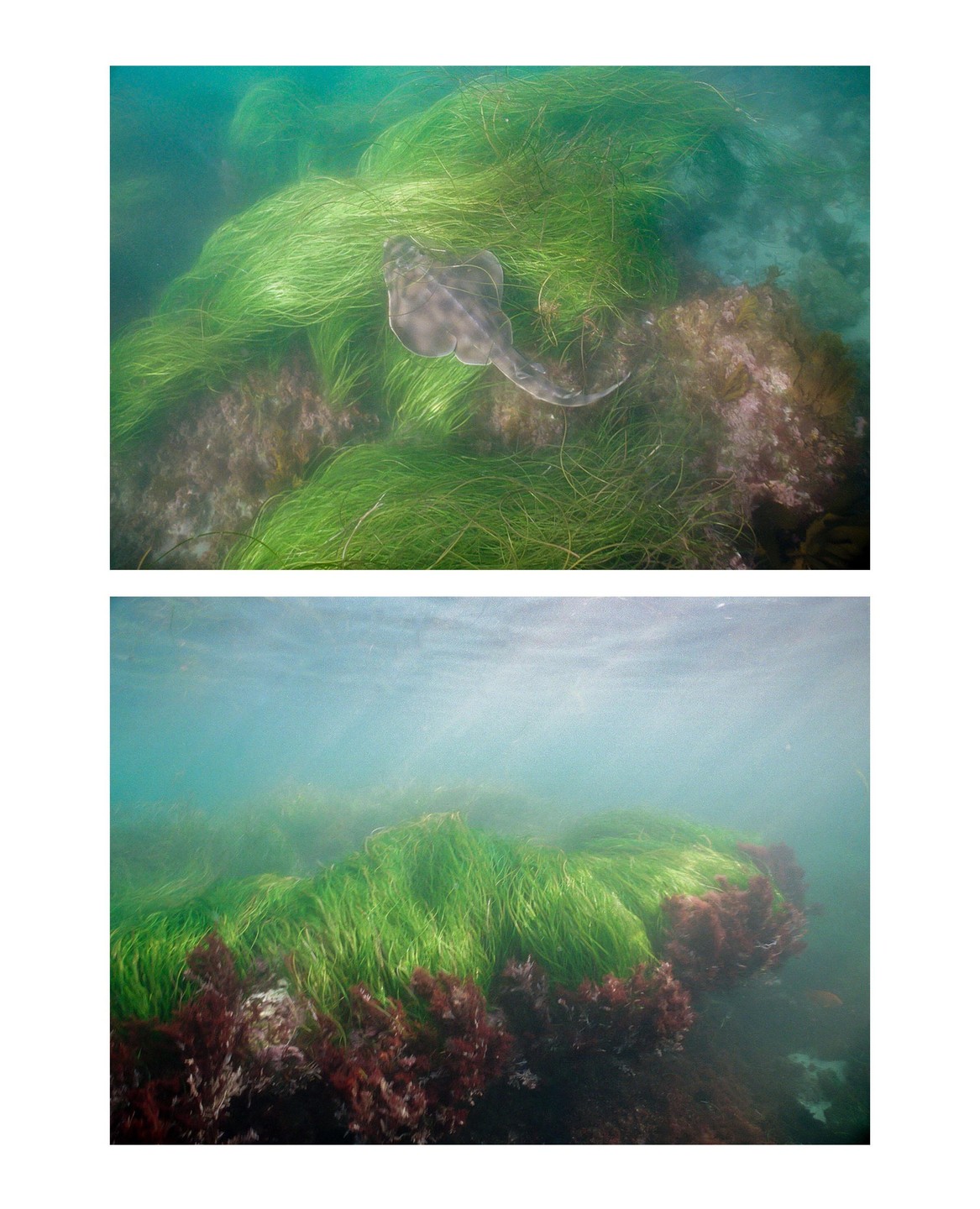 A guitarfish swims over green seagrass and red seaweed on the ocean floor.