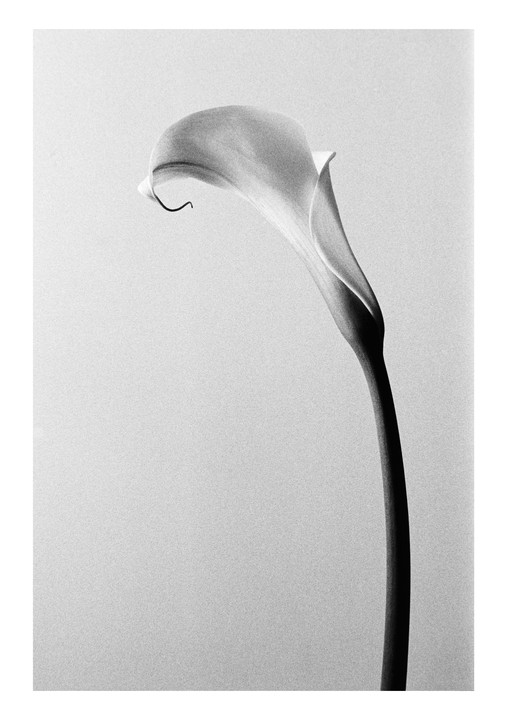 A single calla lily with a long stem is centered against a plain background.