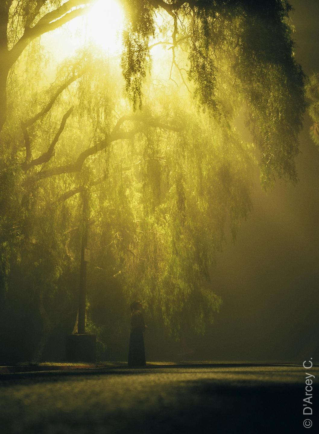 A woman stands under a large tree with hanging branches, illuminated by a bright light source in a hazy, dark setting.