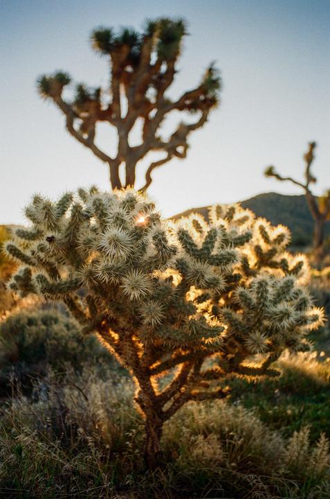 A cholla cactus is backlit by the rising sun in a desert landscape.