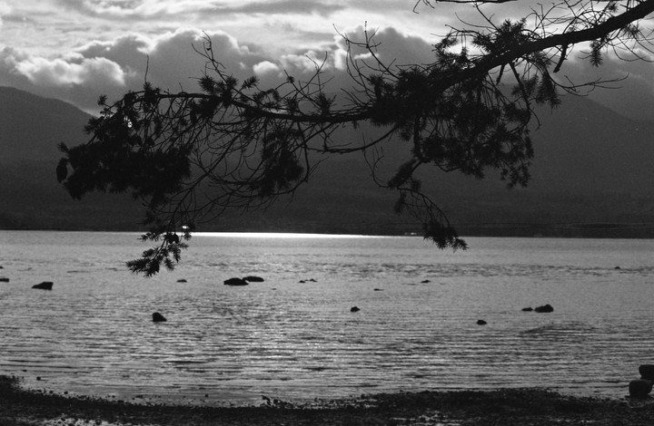 A silhouetted tree branch hangs over a lake with mountains and clouds in the background.