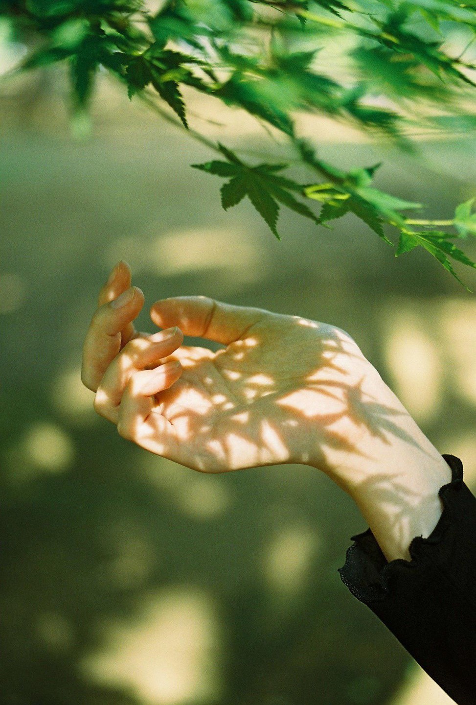 A hand is illuminated by dappled sunlight filtering through green leaves.