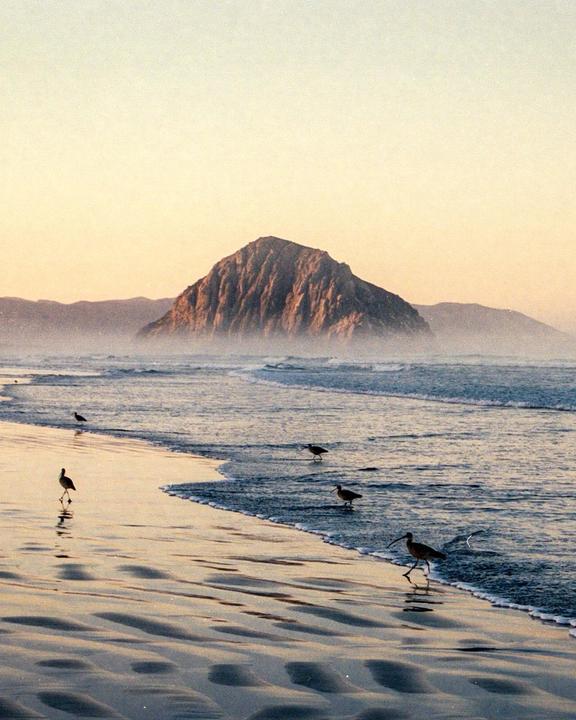 Several birds walk along the wet sand and shallow water of a beach with a large rock formation in the distance under a hazy sky.