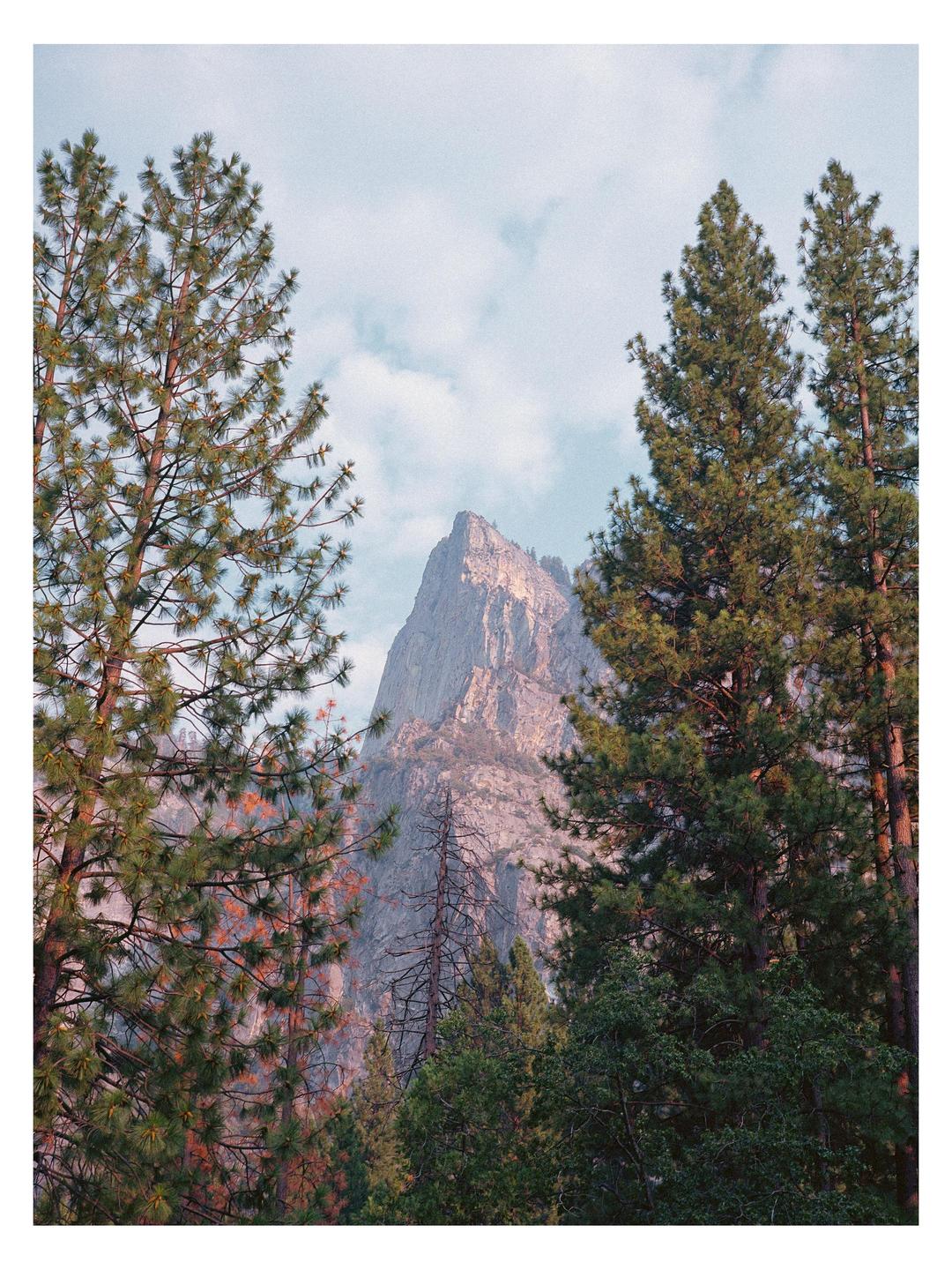 A mountain peak is visible through a clearing in the pine trees.