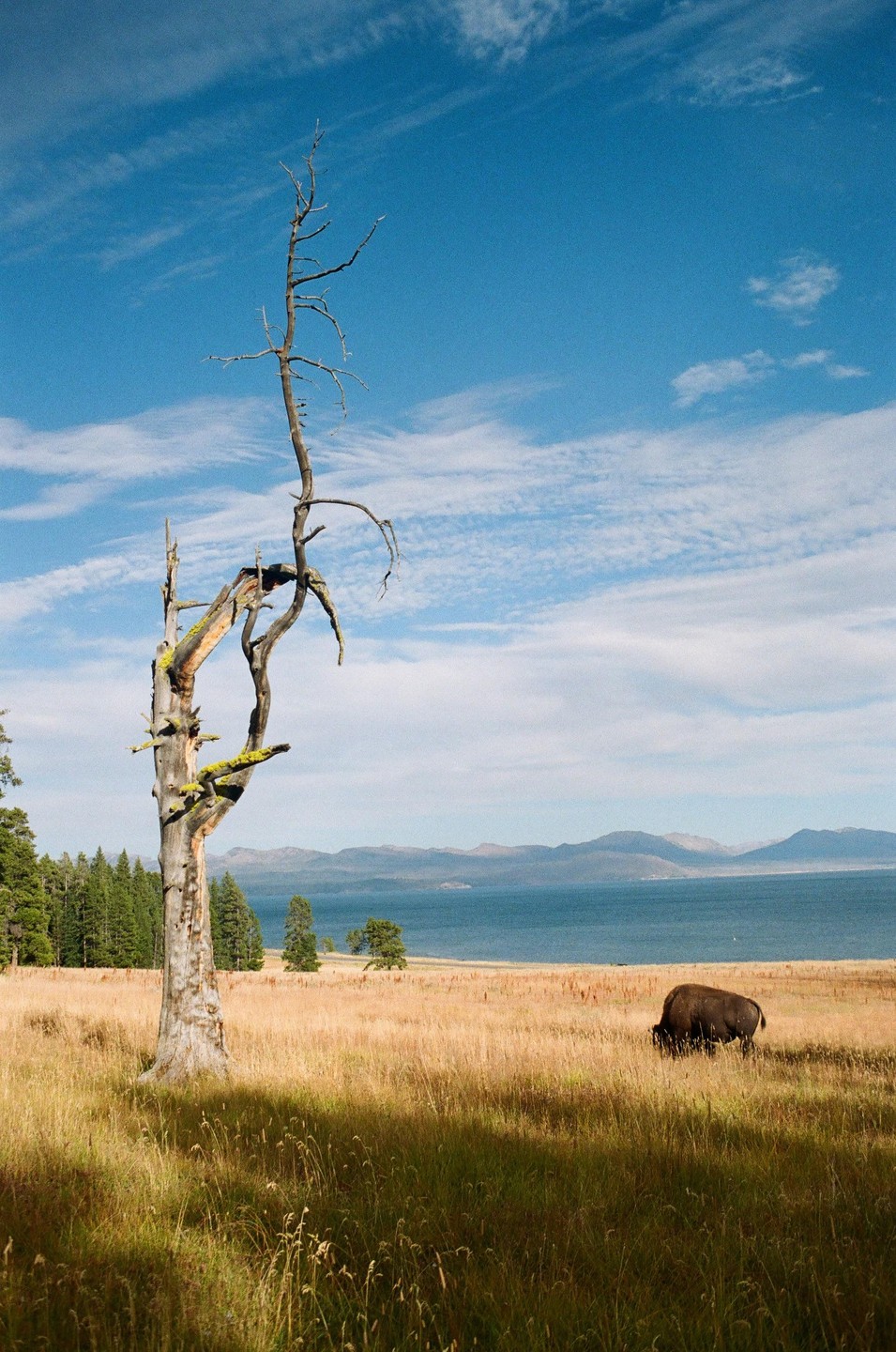 A bison grazes in a field of tall grass next to a lake with mountains in the distance, under a blue sky with clouds.