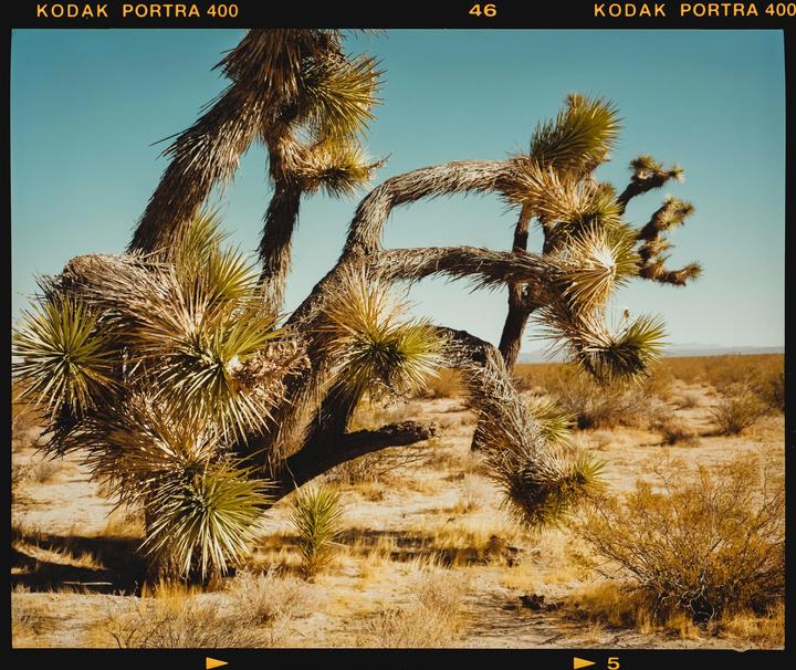 A joshua tree stands in a desert landscape under a clear sky.