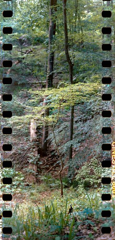 A small tree with light green leaves stands in a forest with tall trees and green undergrowth.