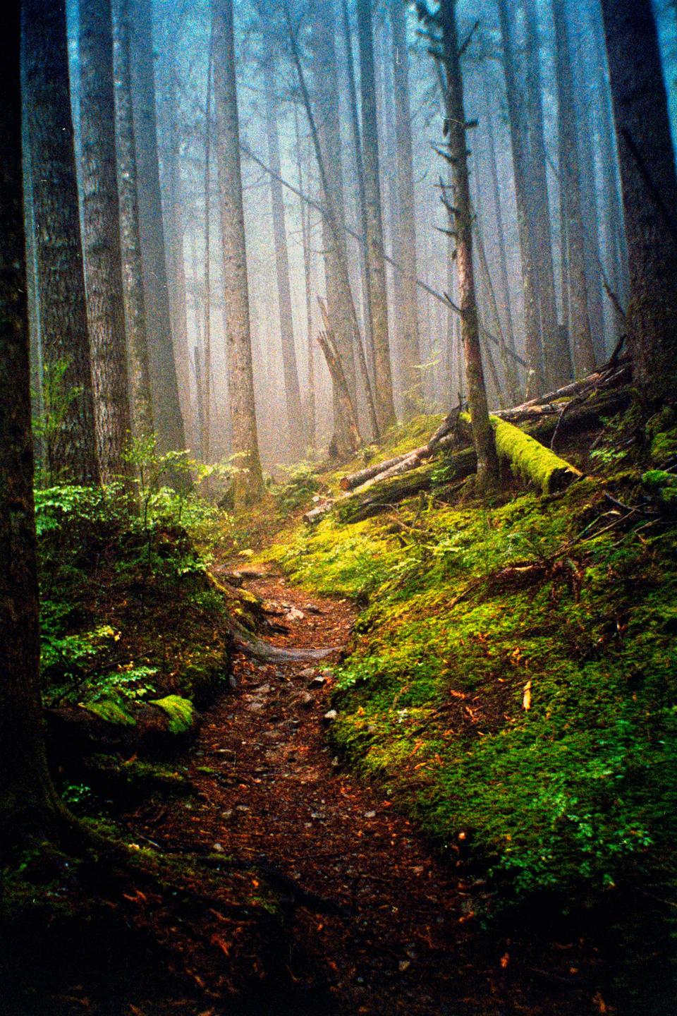 A narrow dirt path winds through a dense, misty forest with tall trees and moss-covered ground.