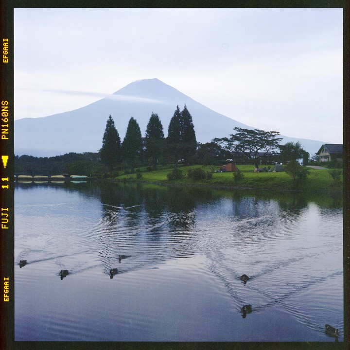 Ducks swim in a lake with a mountain and trees in the background.