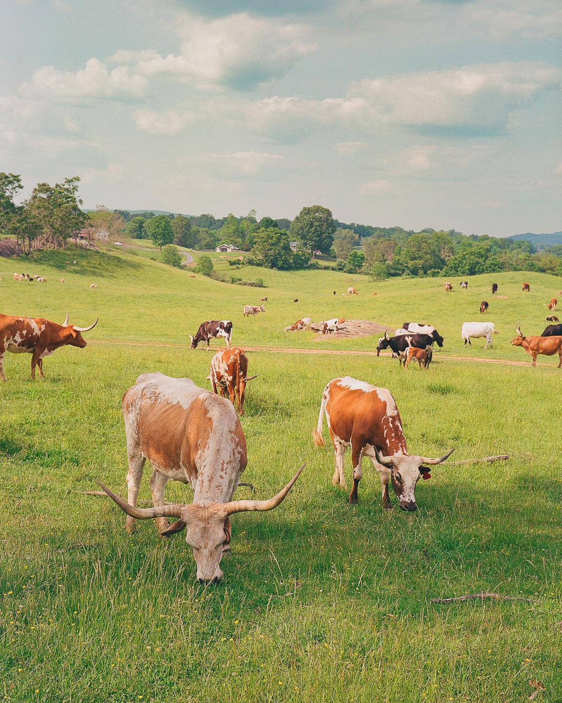 A herd of longhorn cattle graze in a green pasture under a cloudy sky.
