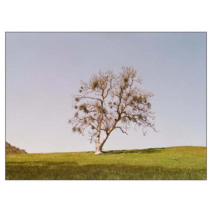 A lone tree with bare branches and some green foliage stands on a grassy hill under a clear sky.