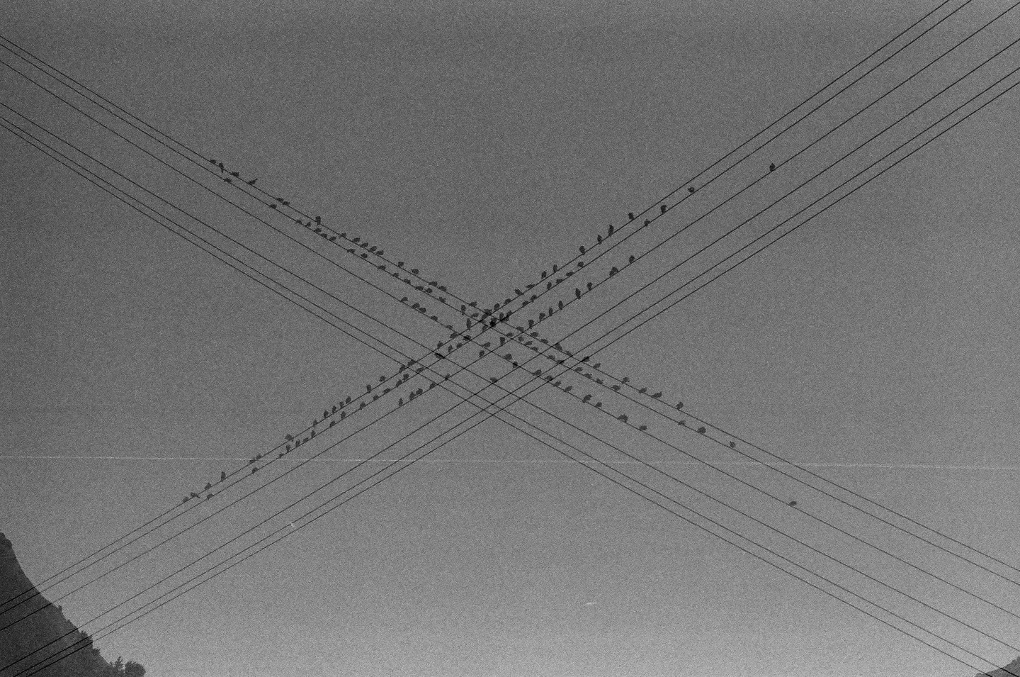 Many birds perch on intersecting power lines against a clear sky.