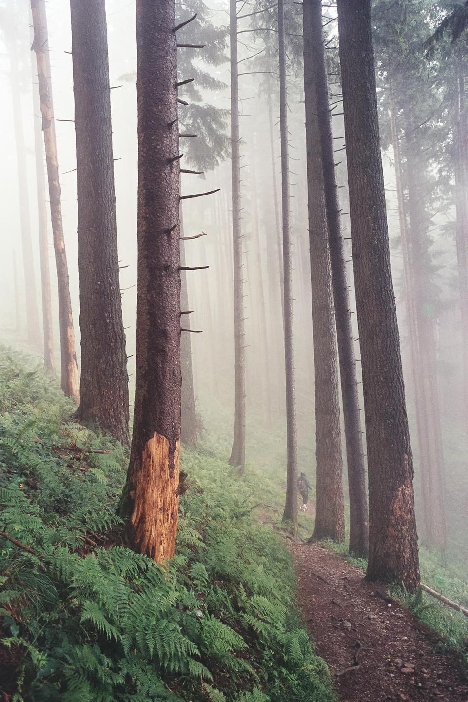 A person walks along a path through a foggy forest with tall trees and ferns.