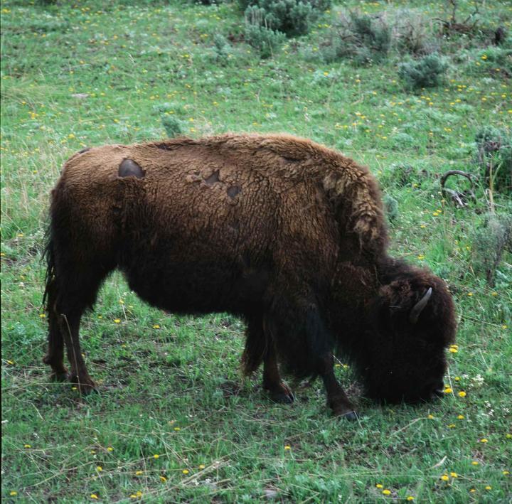 A bison grazes in a field of green grass and small yellow flowers.