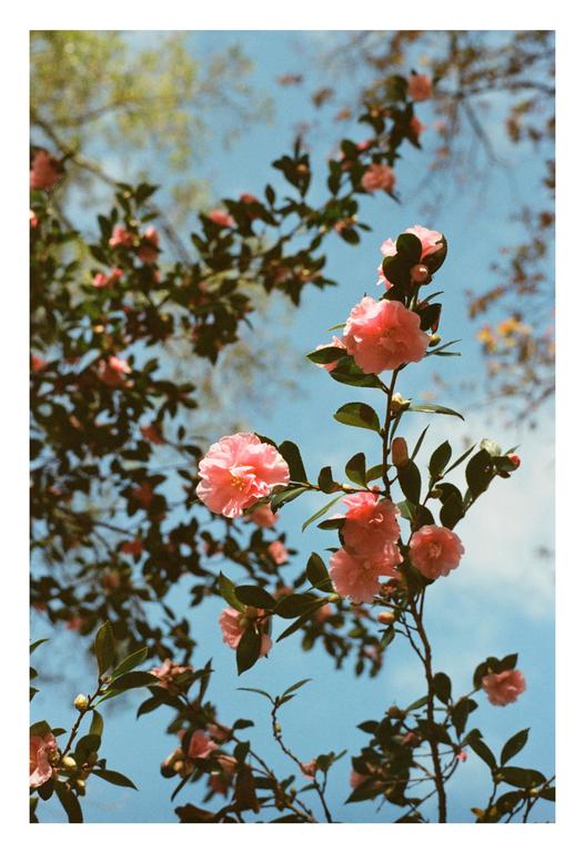 Pink camellia blossoms and green leaves are visible against a clear blue sky.