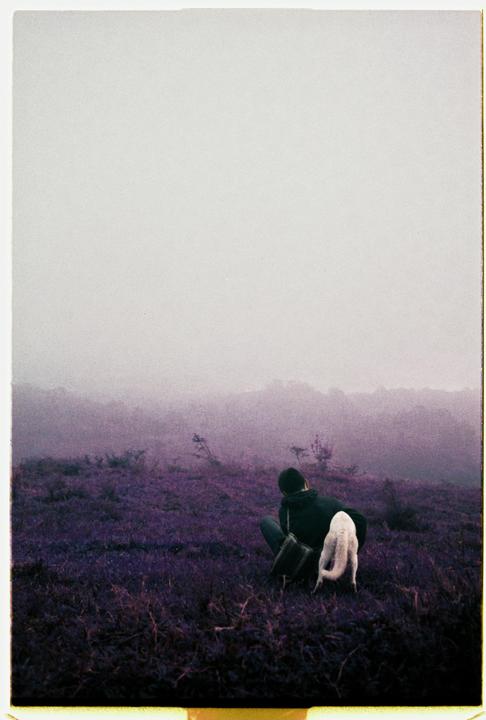 A person sits in a field of purple foliage with a white animal on a foggy day.