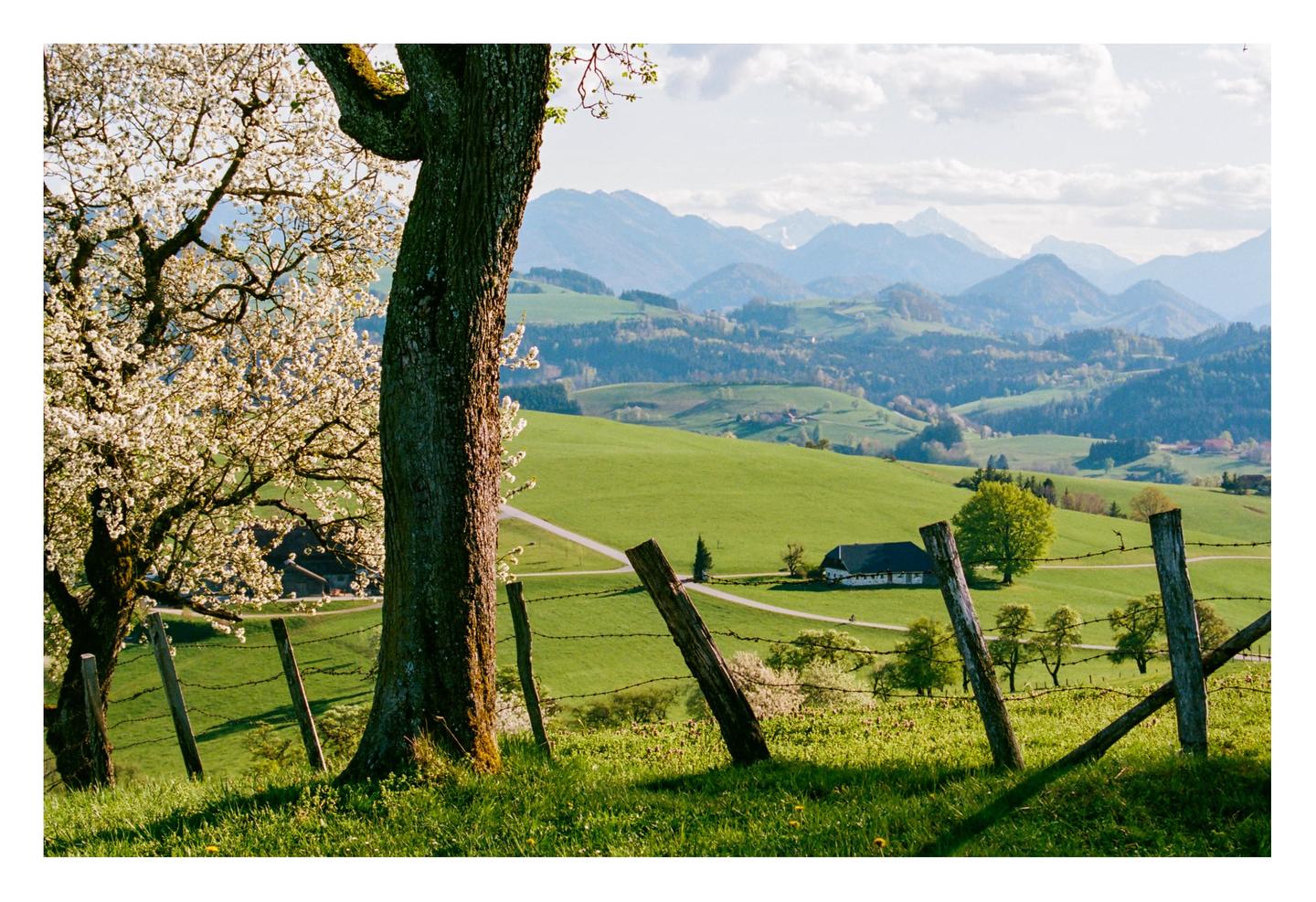A blooming tree and a large tree trunk frame a view of rolling green hills, a house, and distant mountains under a cloudy sky.