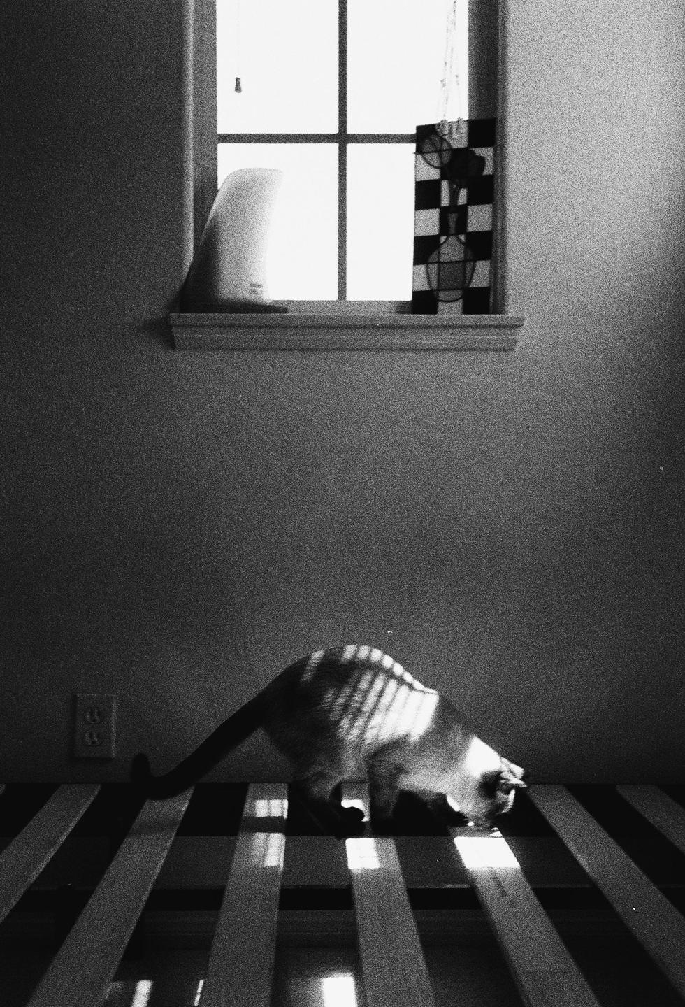 A cat with striped shadows on its back walks across a slatted surface beneath a window.