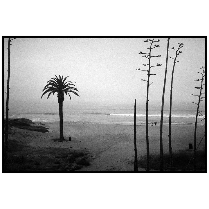 A lone palm tree stands on a beach with a couple in the distance, framed by tall, bare stalks.