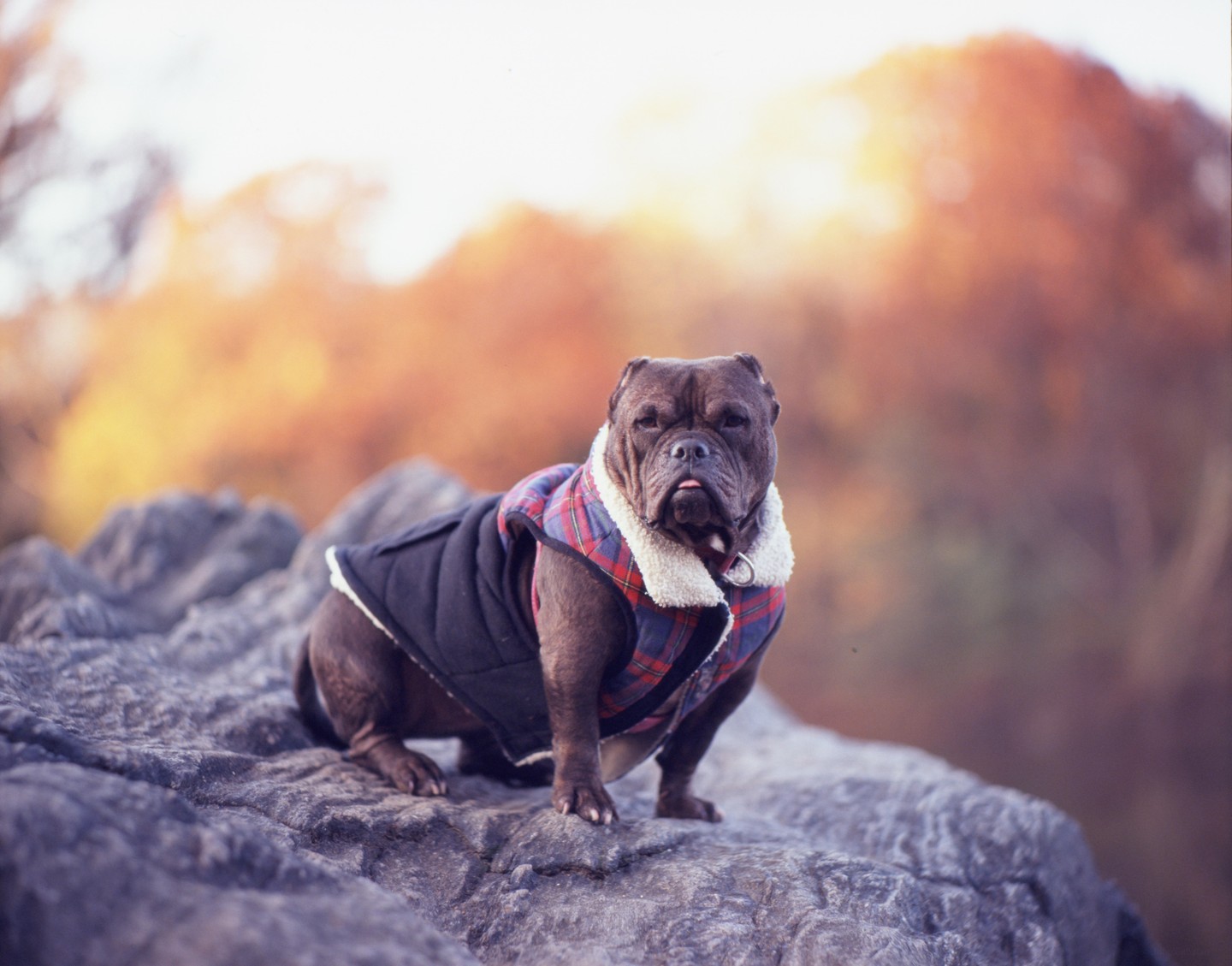 A bulldog wearing a plaid and black vest sits on a rock with autumn foliage in the background.