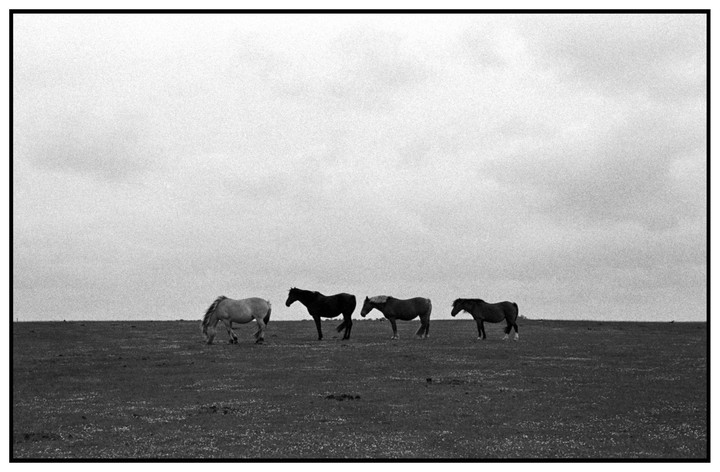 Four horses stand in a field under a cloudy sky.
