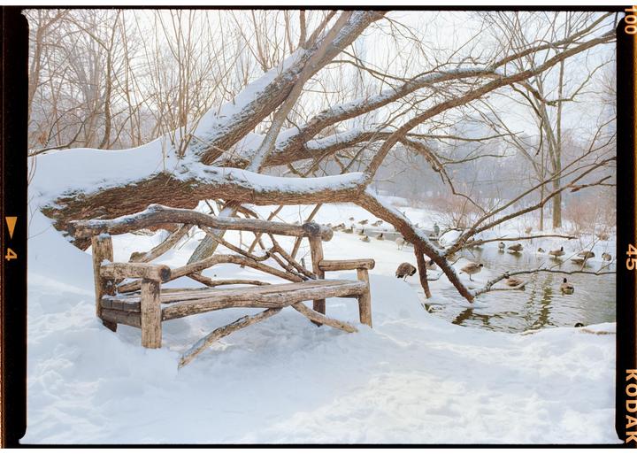 A wooden bench sits in a snowy landscape next to a pond with ducks and geese, under a snow-covered tree.