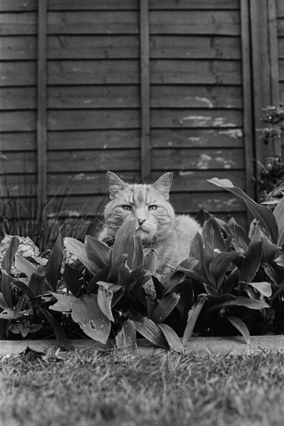 A cat is partially hidden behind plants in a garden with a wooden fence in the background.