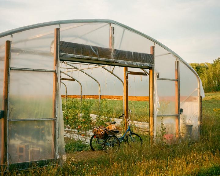 A blue bicycle with a basket is parked outside a greenhouse with tomato plants visible inside.