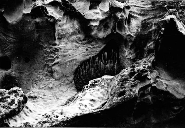 A black and white image shows a textured rock formation with a dark crevice containing thin, spiky plants.
