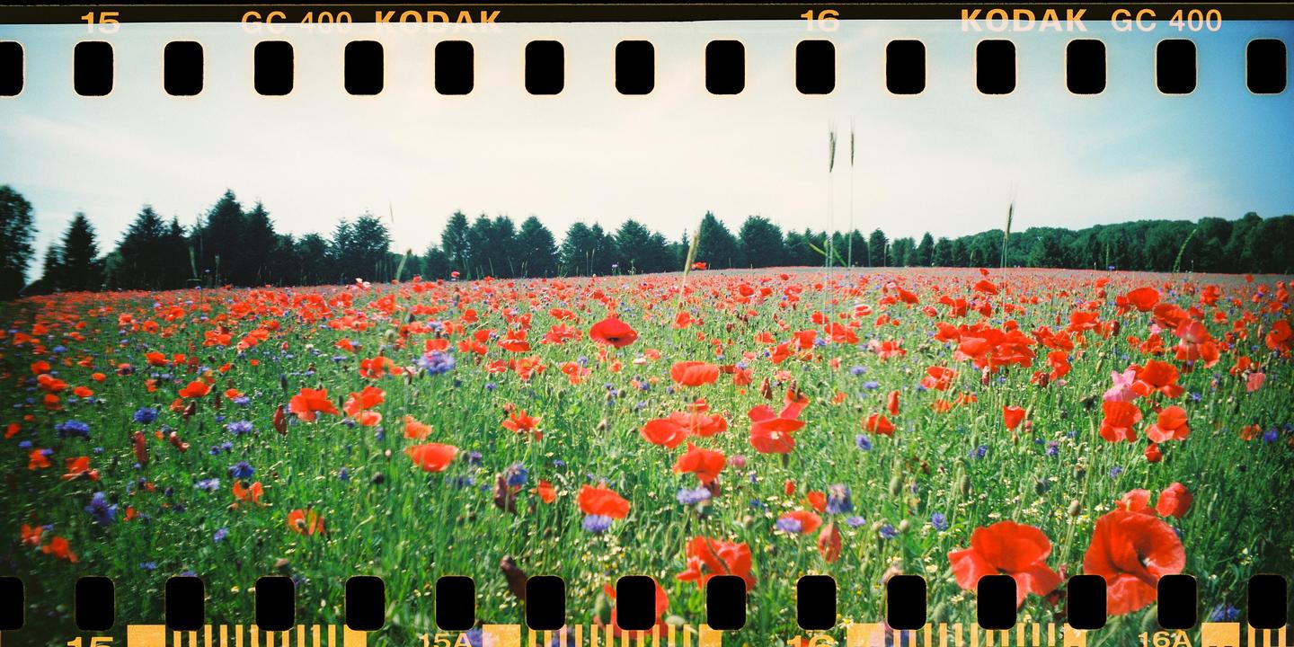 A field of red poppies and other wildflowers stretches towards a line of trees under a bright sky.