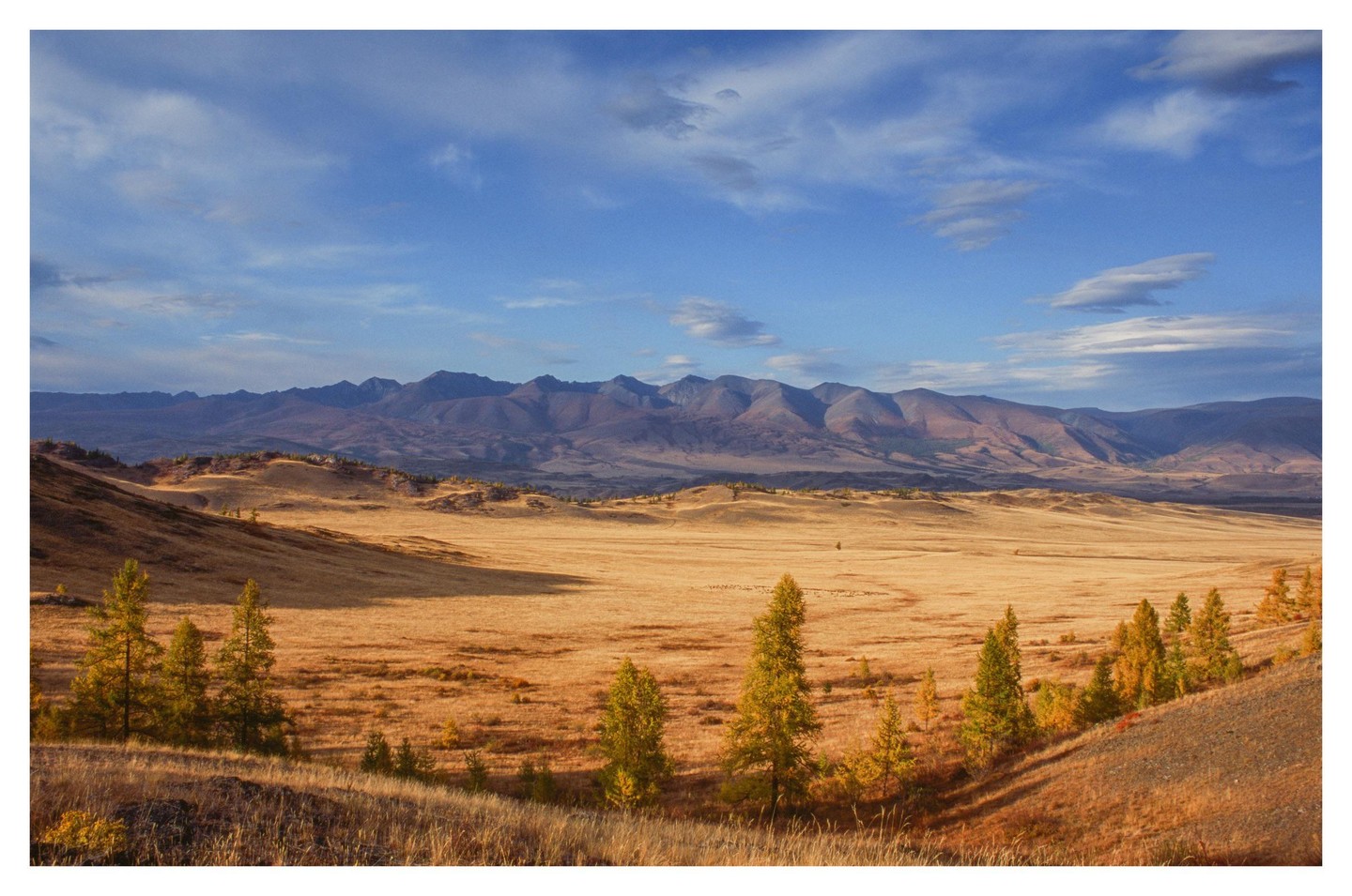 A vast golden field with scattered trees leads to a mountain range under a blue sky with clouds.