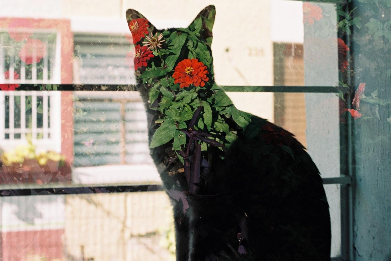 A black cat is superimposed with flowers and foliage, creating a double exposure effect.
