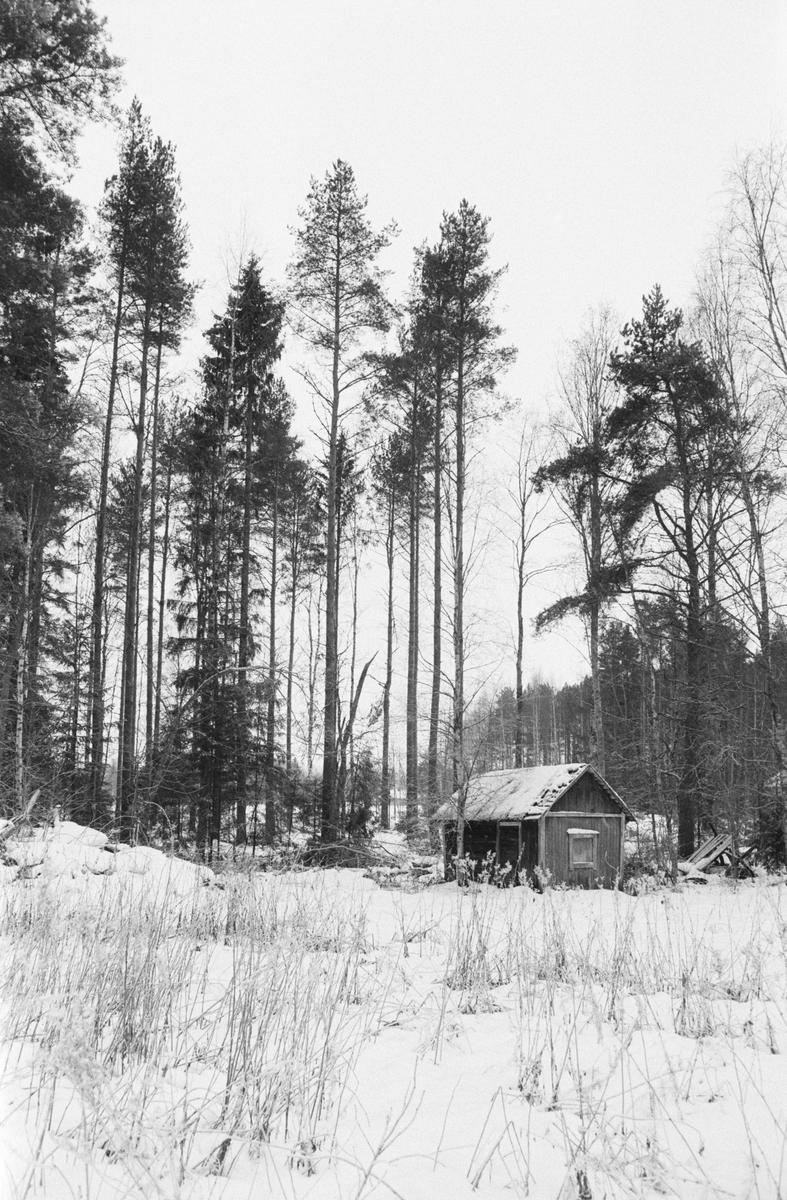 A small wooden cabin with a snow-covered roof stands in a snowy field surrounded by tall pine trees.