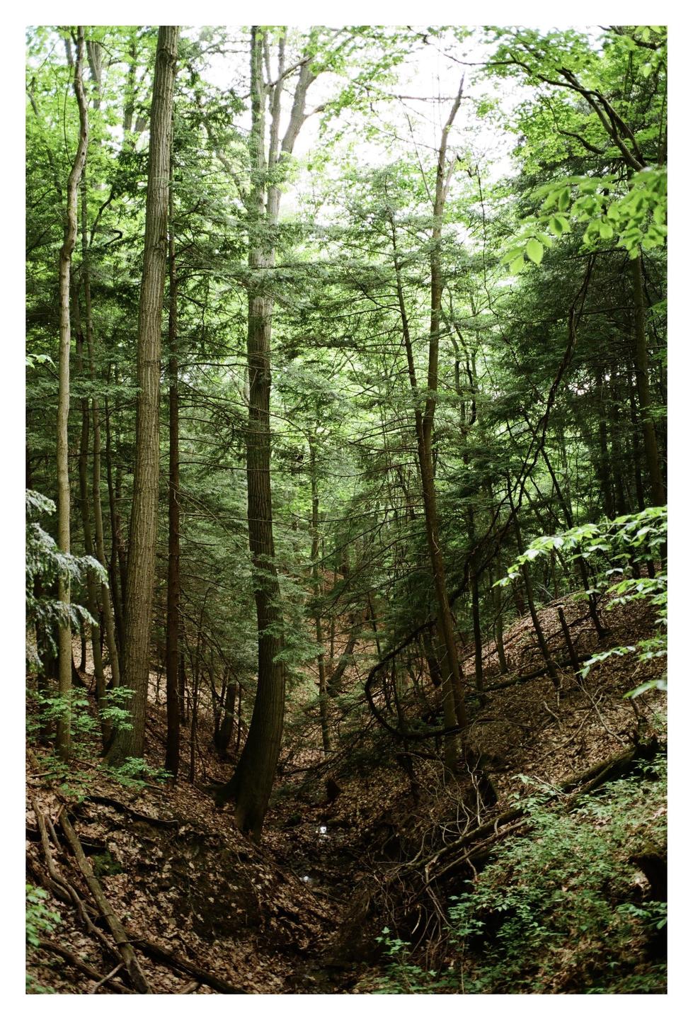 A dense forest with tall trees and a steep, leaf-covered ravine is visible.