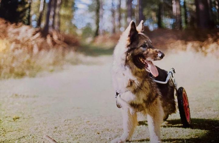 A dog with a mobility cart stands in a grassy area with trees in the background.