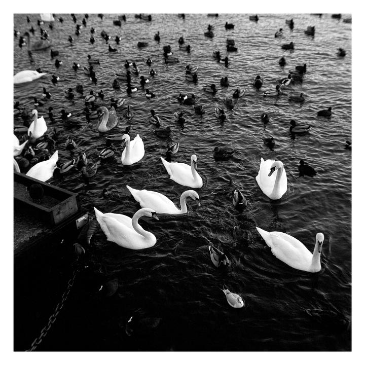 Many swans and ducks swim together in a body of water.