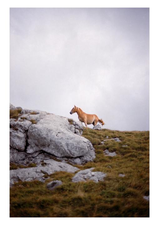 A horse stands on a rocky, grassy hillside under a cloudy sky.