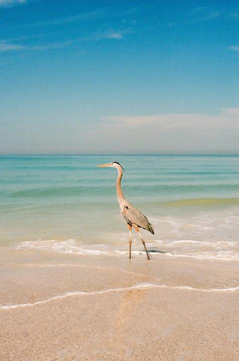 A heron stands in the shallow water at the edge of a sandy beach with the ocean stretching into the distance under a clear sky.