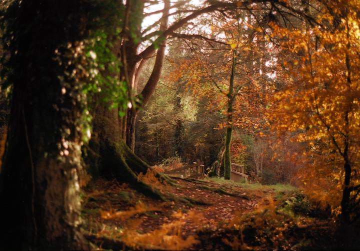 A path covered in autumn leaves leads through a forest with a small wooden bridge in the distance.