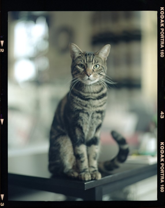 A tabby cat sits on a table looking directly at the viewer.