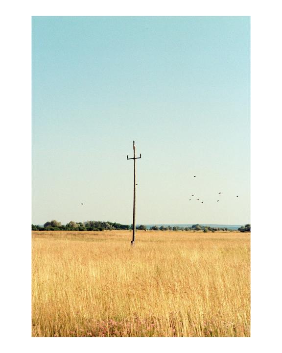 A lone utility pole stands in a vast field of golden grass under a clear sky with birds flying in the distance.