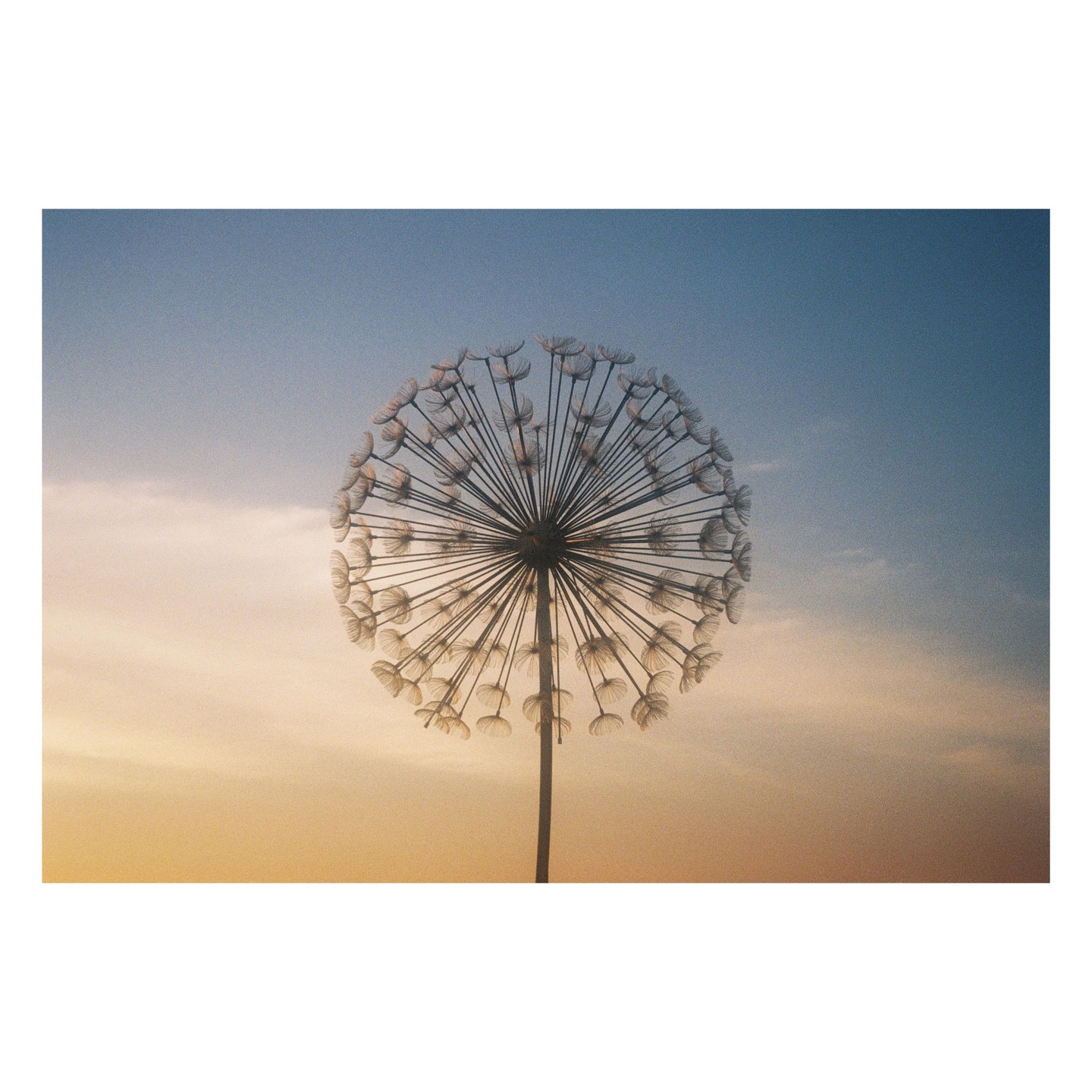 A dandelion seed head is silhouetted against a gradient sky.